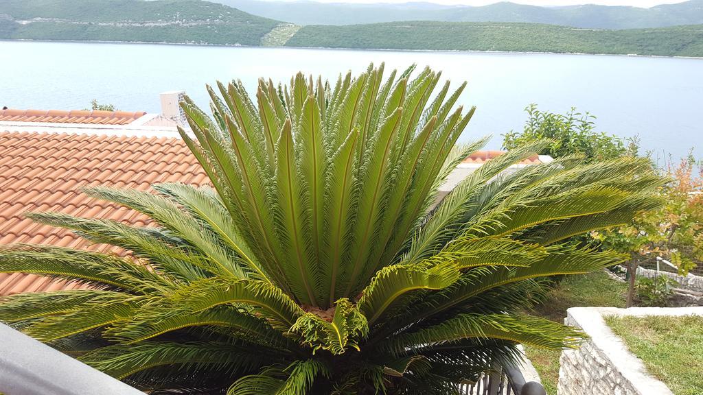 Cytrus * Neum